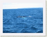 Humpback Whale - Isle of St Belle in background * 2592 x 1944 * (1.38MB)